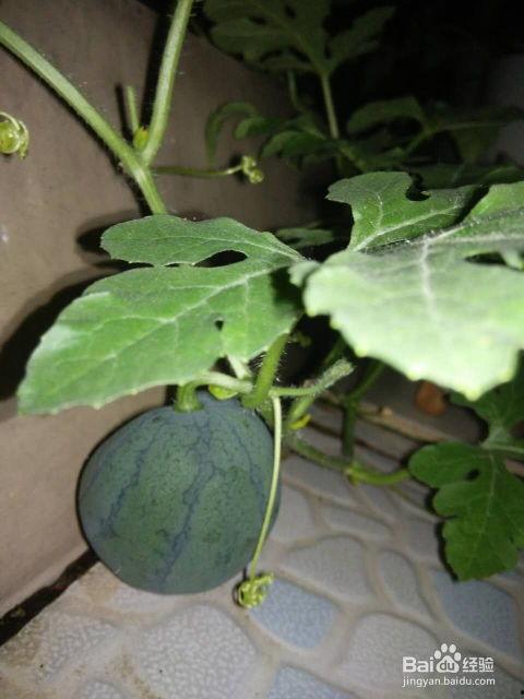 吃籽子的瓜,吃籽子的瓜背后的奇妙故事